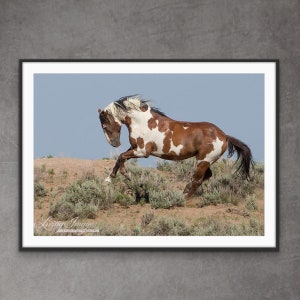 Wild Horse Photography Picasso Wild Pinto Stallion Print -“Picasso Leaps”