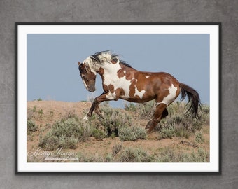 May include: A brown and white pinto horse with a white mane and tail leaps over a small hill in a desert landscape. The horse is in mid-air with its legs extended. The background is a blue sky.