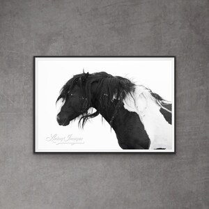 Wild Horse Photography Wild Pinto Horse Washakie Print - “Black and White”