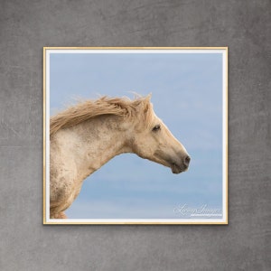 Peut inclure: Un cheval blanc avec une crinière et une queue brun clair court à travers un champ avec un ciel bleu en arrière-plan. La tête du cheval est tournée sur le côté et ses yeux sont fermés. La crinière et la queue du cheval flottent dans le vent.