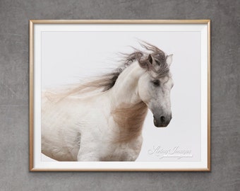 Horse Photography White Andalusian Horse Print - “White Stallion Running By”