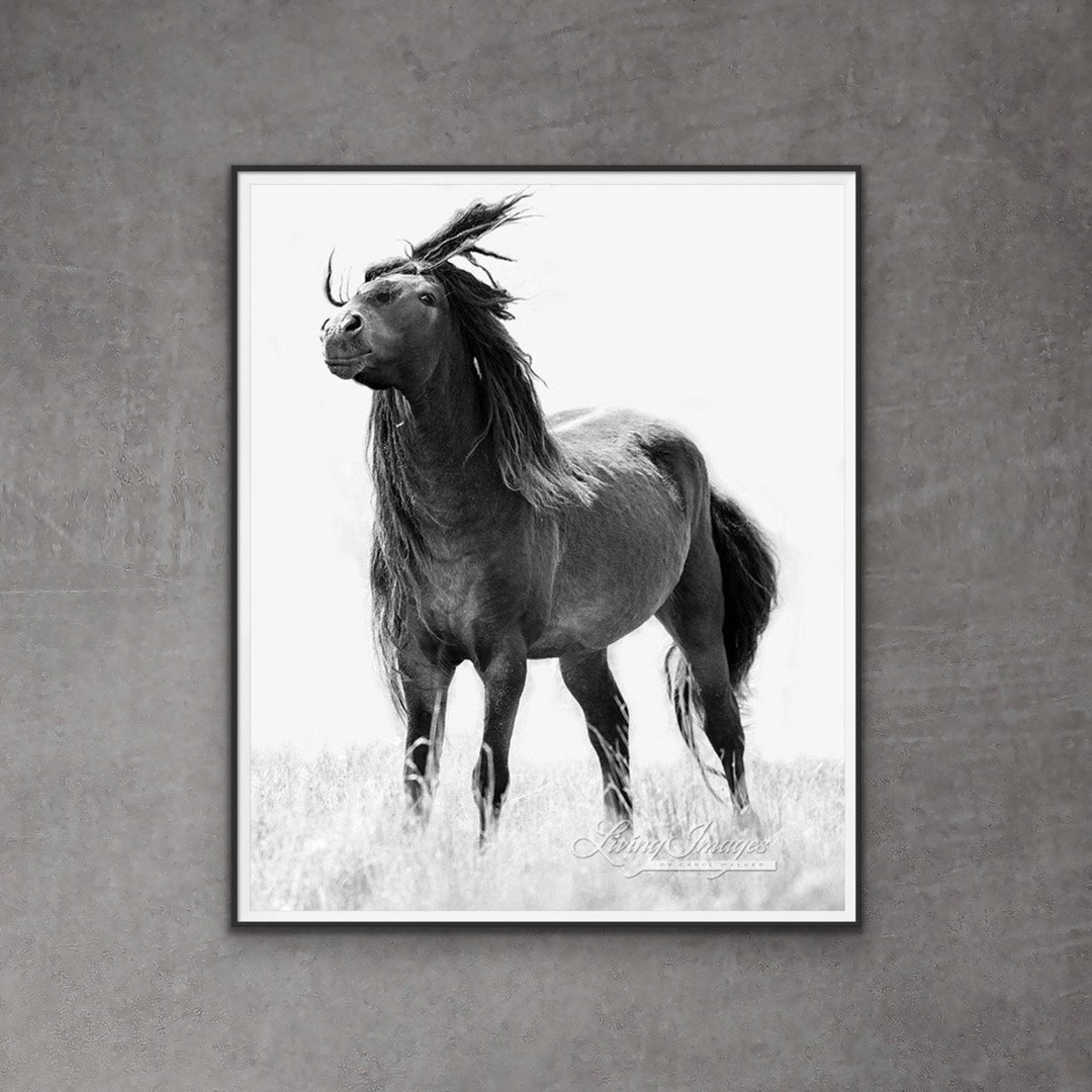 Wild Horse Photography Wild Sable Island Stallion Print sable Island