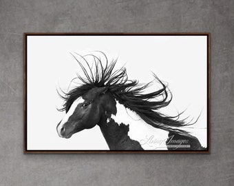 Wild Horse Photography Wild Pinto Stallion Washakie Print - “Black and White Stallion”