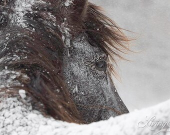 Snowy Stallion Turns His Head - Fine Art Horse Photograph - Horses - Snow - Horse Art