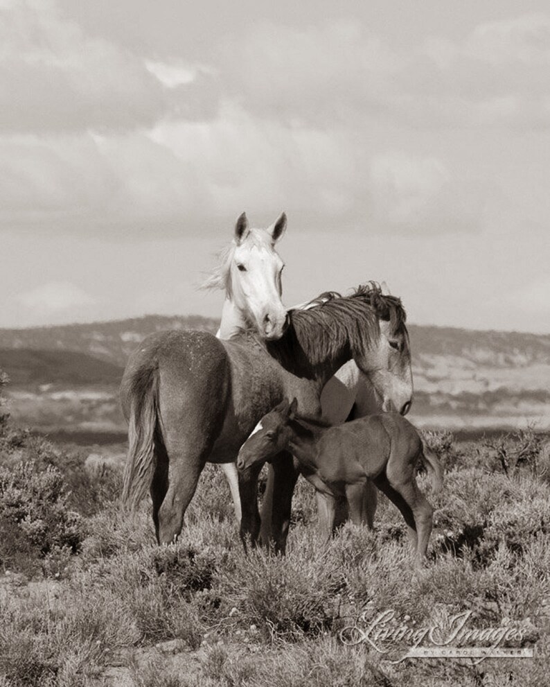 Wild Horse Photography Wild Adobe Town Mare and Foals Print Adobe Town Family image 5