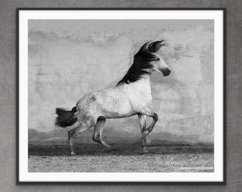 Horse Photography Dappled Gray Andalusian Spanish Stallion Print - “WindStorm”