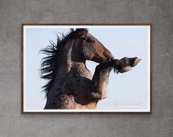 Wild Horse Photography Wild Roan Stallion Pryors Print - “Custer Rears”