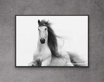 Horse Photography White Andalusian Stallion Print - “Stallion’s Glory”