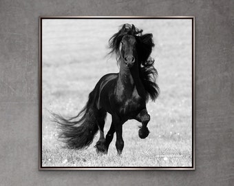 Horse Photography Black Friesian Horse Running Print - “Friesian Runs Close”