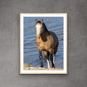 Wild Horse Photography Wild Buckskin Stallion Print - “Scarface Comes Out of the Water”