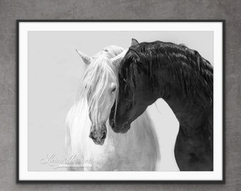 Horse Photography Black and White Andalusian Stallions Print - “Black and White Stallion Friends II”