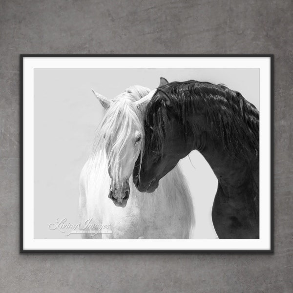Horse Photography Black and White Andalusian Stallions Print - “Black and White Stallion Friends II”
