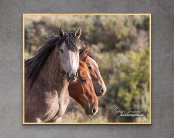 Wild Horse Photography Wild Adobe Town Horse Family Print - “Wild Horse Trio”