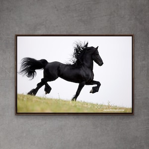 Horse Photography Black Friesian Equine Print - “Friesian Steps Out”