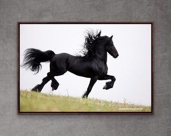 Horse Photography Black Friesian Equine Print - “Friesian Steps Out”