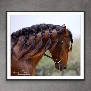 Horse Photography Bay Andalusian Equine Print - “Andalusian Stallion's Braided Mane”