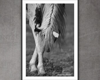 Wild Horse Photography Wild Pinto Stallion Print - “Thor's Grace”