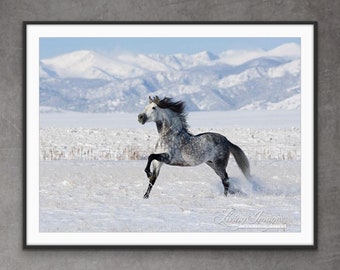 Horse Photography Dappled Gray Horse Runs In Snow Print - “Gray Andalusian Stallion Runs in the Snow”