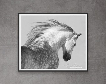 Horse Photography Dappled Gray Andalusian Stallion Print - “Spanish Stallion Tosses His Head”