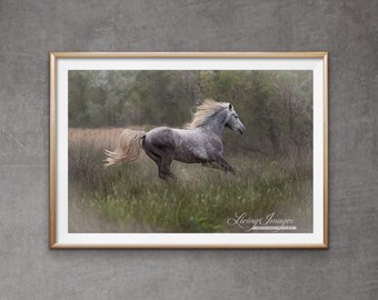 Wild Horse Photograph Dappled Gray Camargue Horse Print - “Dreamy Gray Runs”