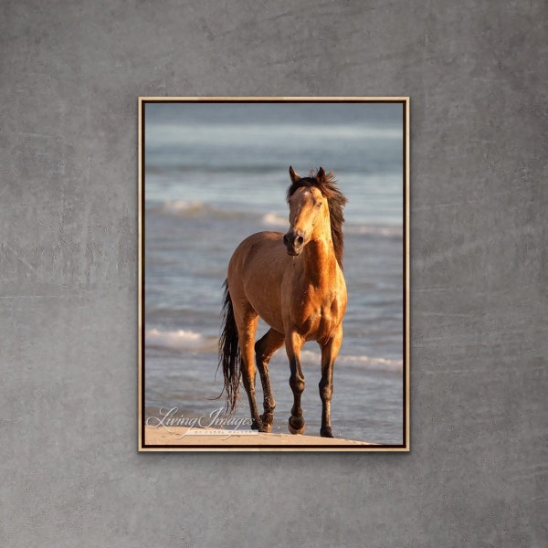 Horse Photography Buckskin Stallion Beach Print - “Buckskin Stallion Glows at Dawn”