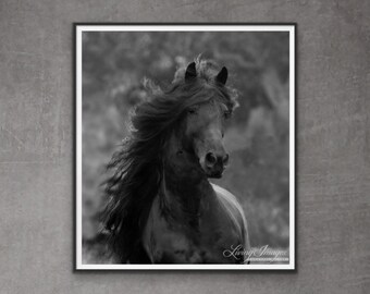 Horse Photography Black Friesian Stallion Print - “Black Friesian Comes Close”