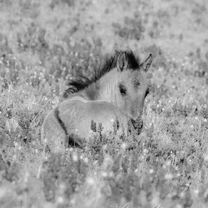 Wild Horse Photography Pryor Mountain Wild Foal Flowers Print Foal in the Lupine image 5