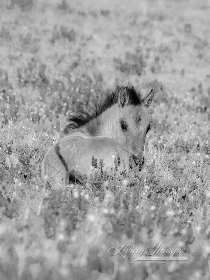 Wild Horse Photography Pryor Mountain Wild Foal Flowers Print Foal in the Lupine image 5