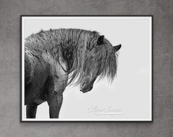 Wild Horse Photography Wild Blue Roan Horse Blue Zeus Print - “Blue Zeus Looks”