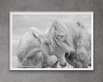 May include: Two white horses with long flowing manes nuzzle each other in a black and white photograph. The horses are standing in a field with a cloudy sky in the background.