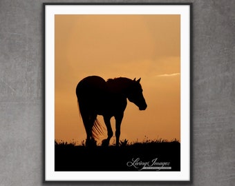 Cloud Walks at Sunset - Fine Art Wild Horse Photograph - Wild Horse -  Cloud.  - Pryor Mountains -  Fine Art Print