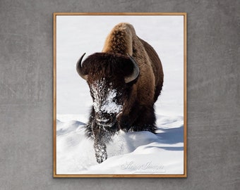 Wildlife Photography Winter Bison Print - “Snowy Buffalo Walks”