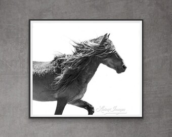 Wild Horse Photography Wild Sable Island Horse Print - “Sable Island Stallion Moves”
