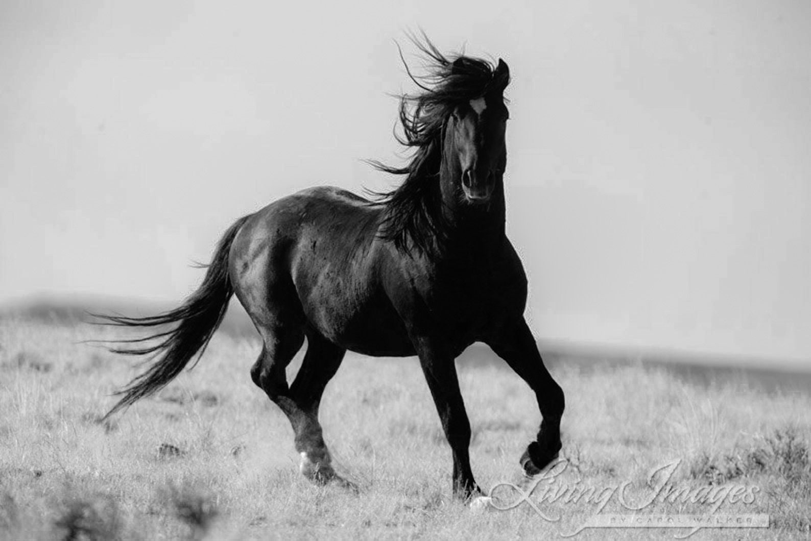 Buy Wild Horse Photography Wild Black Horse Print wild Black