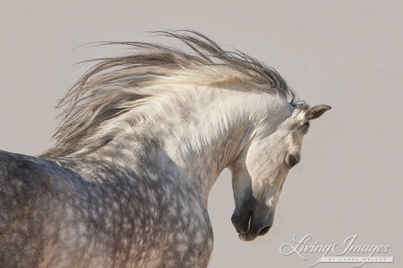 Horse Photography Dappled Gray Andalusian Stallion Print Spanish Stallion Tosses His Head image 5