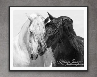 Horse Photography Black and White Andalusian Stallions Print - “Black and White Stallion Friends III”