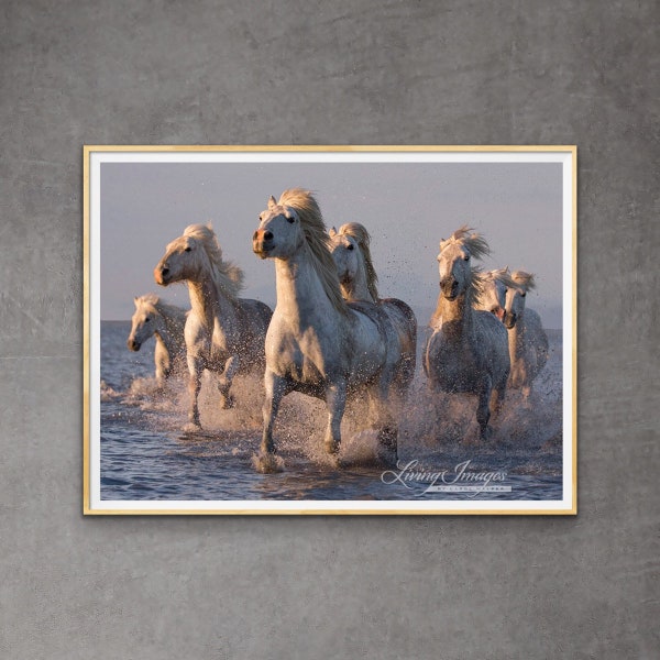Wild Horse Photography White Camague Horses Running Print - “Camargue Horses Sunset Run II”