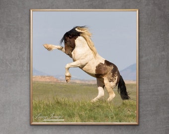 Wild Horse Photography Wild Pinto Stallion Rearing Print - “Warbonnet Rearing”