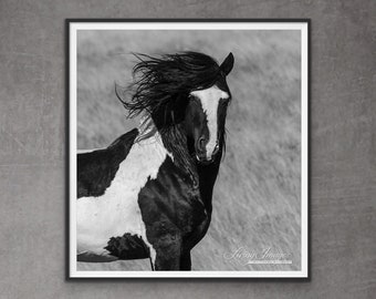 Wild Horse Photography Wild Pinto Stallion Washakie Print - “Washakie On Fire”