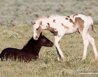 Two Wild Foals Play - Fine Art Wild Horse Photograph - Wild Horse - Thor