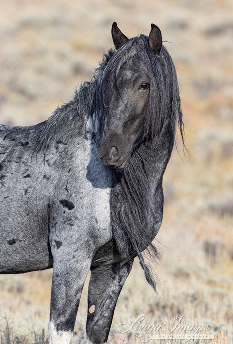 Wild Horse Photography Blue Zeus Horse Print wild Blue Roan | Etsy