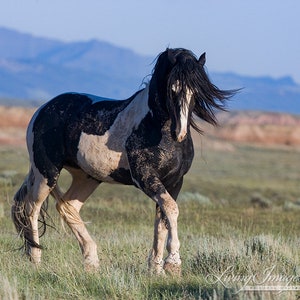 Wild Horse Photography Washakie Wild Pinto Stallion Print Black and White Stallion Walks immagine 5