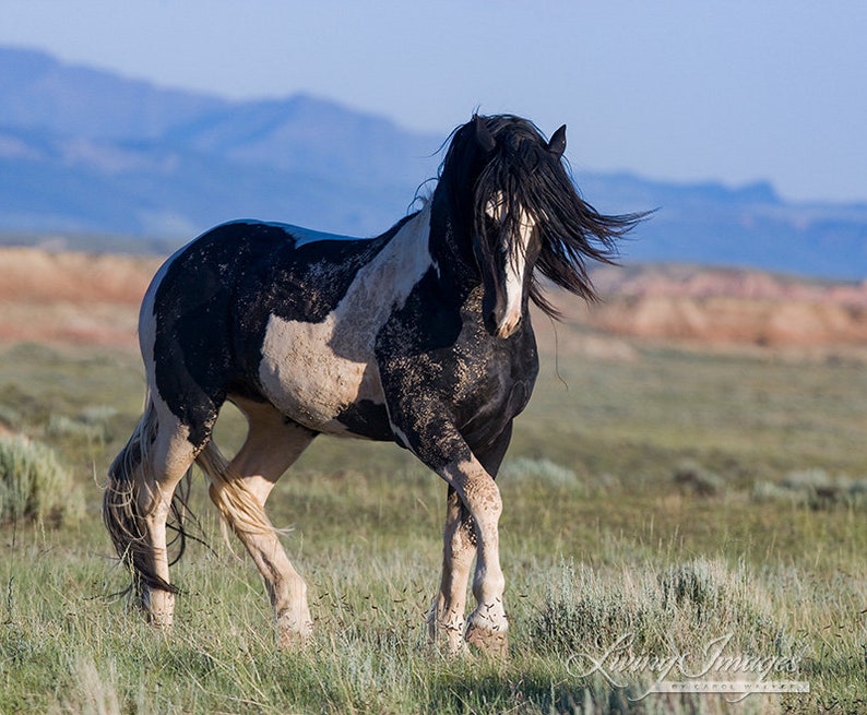 Wild Horse Photography Washakie Wild Pinto Stallion Print Black and White Stallion Walks immagine 5