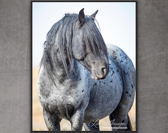 Wild Horse Photography Wild Blue Roan Stallion Blue Zeus Print - “Blue Zeus, Legend”