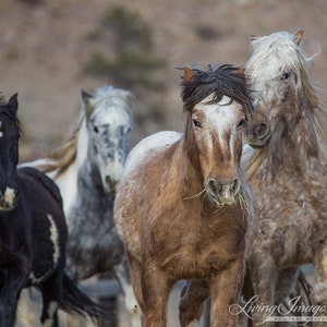 K&ouml;nnte beinhalten: Eine Gruppe von vier Wildpferden in verschiedenen Farben, darunter Schwarz, Grau und Braun, steht zusammen. Die Pferde haben flie&szlig;ende M&auml;hnen und Schweife, und einige fressen Gras. Das Bild ist vor einem verschwommenen nat&uuml;rlichen Hintergrund aufgenommen.