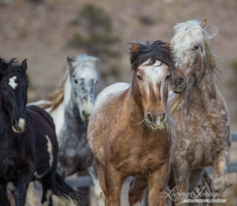 K&ouml;nnte beinhalten: Eine Gruppe von vier Wildpferden in verschiedenen Farben, darunter Schwarz, Grau und Braun, steht zusammen. Die Pferde haben flie&szlig;ende M&auml;hnen und Schweife, und einige fressen Gras. Das Bild ist vor einem verschwommenen nat&uuml;rlichen Hintergrund aufgenommen.