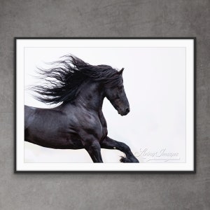 Horse Photography Black Friesian Stallion Print - “Black Friesian Runs”