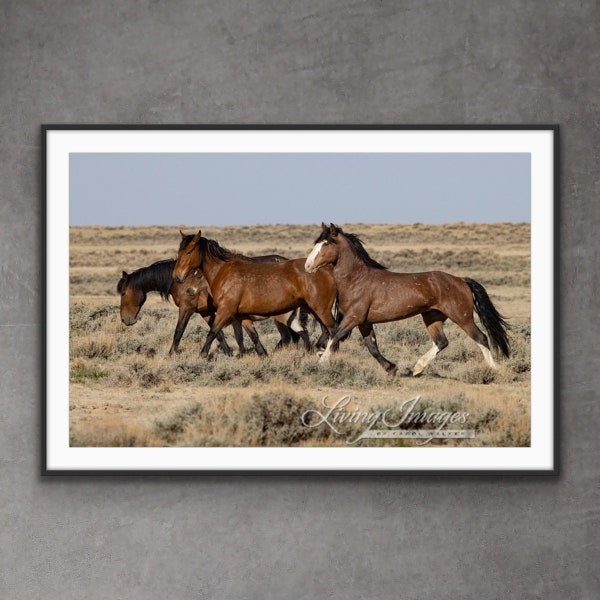 Wild Horse Photography Wild Horse Mares, Stallion, Foal Print - “Wild Horse Family on the Move”