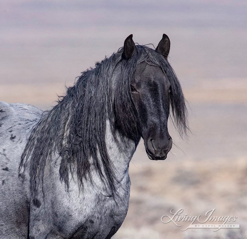 Wild Horse Photography Wild Blue Roan Stallion Blue Zeus Print wild Blue  Roan Stallion Close Up - Etsy
