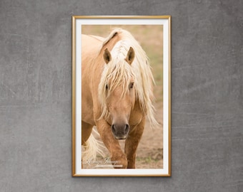 May include: A framed print featuring a close-up of a palomino horse. The horse has a light tan coat and a long, flowing, white mane. The image is set against a neutral background, and the frame is gold.